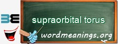 WordMeaning blackboard for supraorbital torus